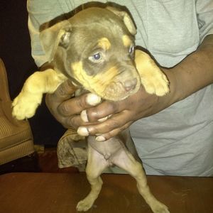 Meet your Posher, Ronnie